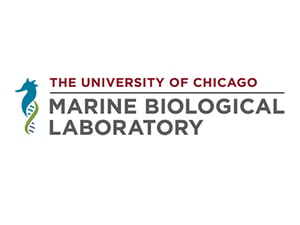 MBL